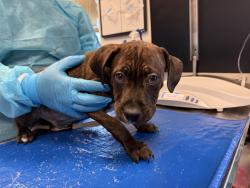 Shelter Stray Male Dog last seen Near 167, BRONX, NY, 10456, 326 E 110th St, New York, NY 10029, USA