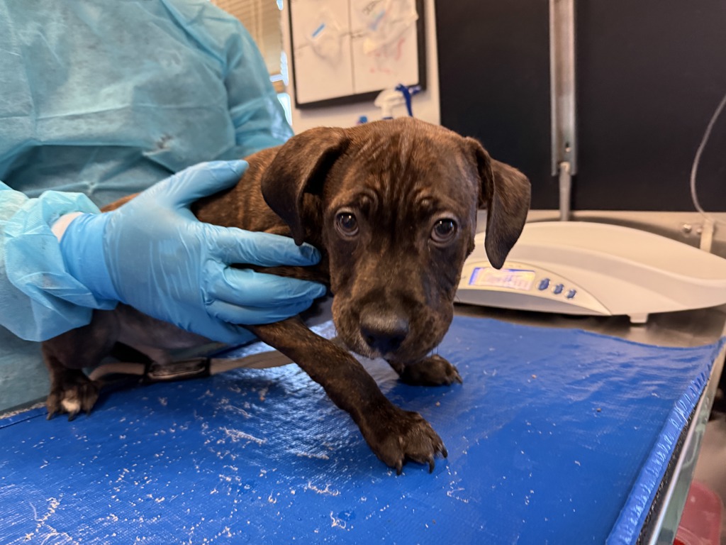Shelter Stray Male Dog last seen Near 167, BRONX, NY, 10456, 326 E 110th St, New York, NY 10029, USA