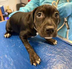 Shelter Stray Female Dog last seen Near 167, BRONX, NY, 10456, 326 E 110th St, New York, NY 10029, USA