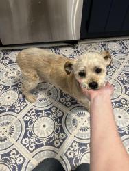 Lost Female Dog last seen Creekview Drive and Hwy 92; across from the Racetrack gas station on 92 and behind the Drip & Drop Liquor Store, Woodstock, GA 30188