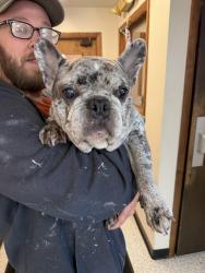 Found/Stray Male Dog last seen Heidelberg pa, Heidelberg, PA 15106
