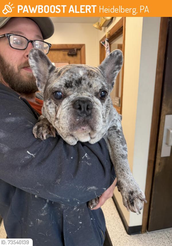 Found/Stray Male Dog last seen Heidelberg pa, Heidelberg, PA 15106