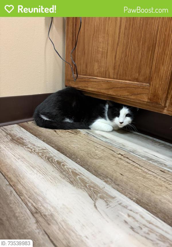 Reunited Female Cat last seen 14th street and Sandusky, Tulsa, OK 74112