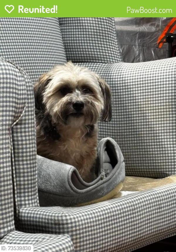 Reunited Female Dog last seen Was seen around John ball park at 6pm, Grand Rapids, MI 49504