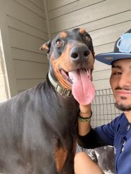 Found/Stray Male Dog last seen Appartments, “granary flts”, Richmond, TX 77406
