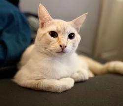 Reunited Male Cat last seen Culver, Red Bank, TN 37415