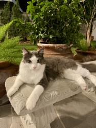 Lost Male Cat last seen Cerca Blanca Dr. & Tamayo, Houston, TX 77083