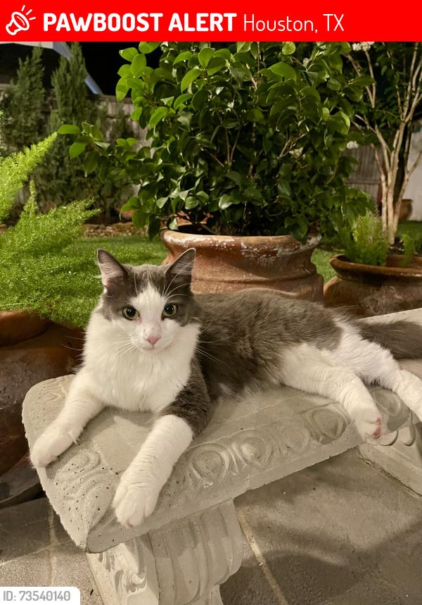 Lost Male Cat last seen Cerca Blanca Dr. & Tamayo, Houston, TX 77083