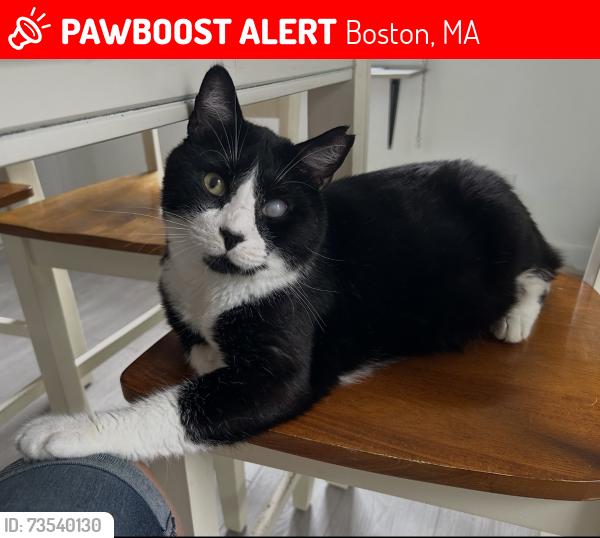 Lost Male Cat last seen King st, Dorchester, ma, Boston, MA 02122