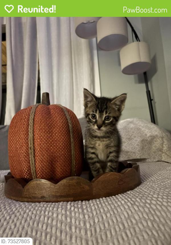 Reunited Male Cat last seen D-19 and W coon lake rd, Howell, MI 48843