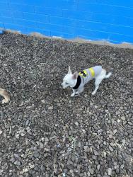 Found/Stray Male Dog last seen Near rd ave and Osborn, Phoenix, AZ 85015