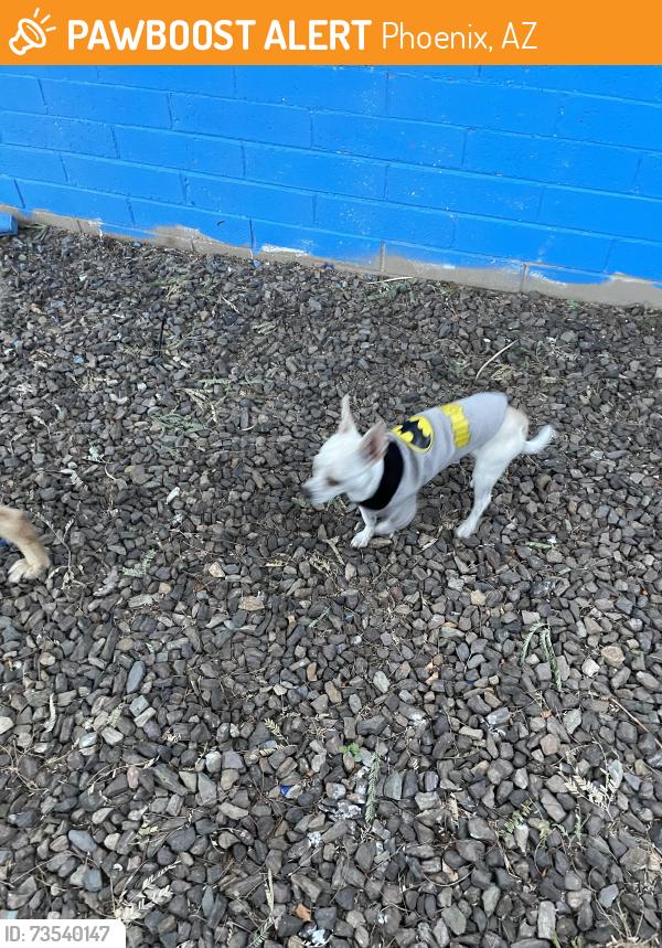 Found/Stray Male Dog last seen Near rd ave and Osborn, Phoenix, AZ 85015