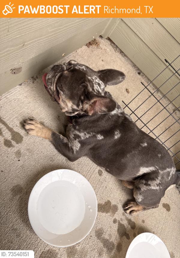 Found/Stray Male Dog last seen Granary flts, Richmond, TX 77406