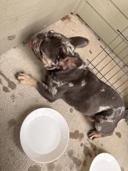 Found/Stray Male Dog last seen Granary flts, Richmond, TX 77406