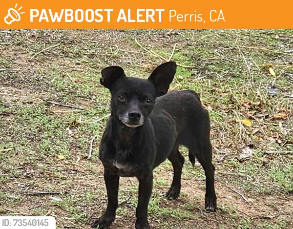 Found/Stray Male Dog last seen Peach st, Perris, CA 92570