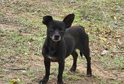 Found/Stray Male Dog last seen Peach st, Perris, CA 92570