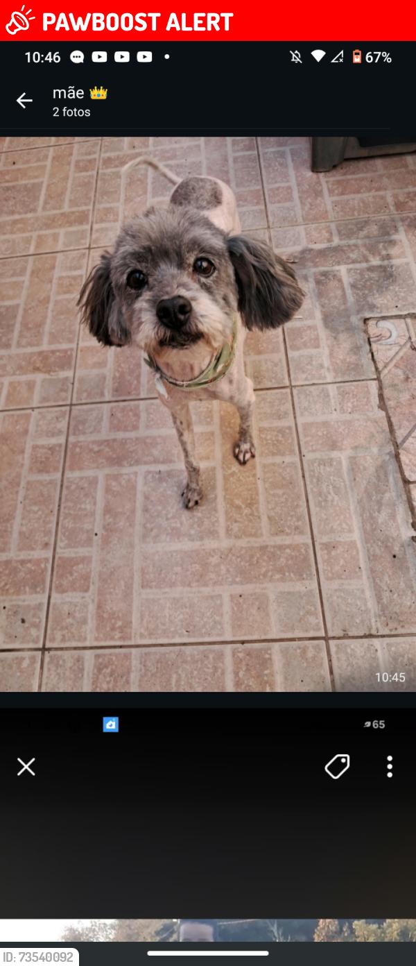 Lost Male Dog last seen Near Toshiyassu watanabe 113, Jardim Imperial, SP 12234-797