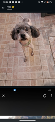 Lost Male Dog last seen Near Toshiyassu watanabe 113, Jardim Imperial, SP 12234-797