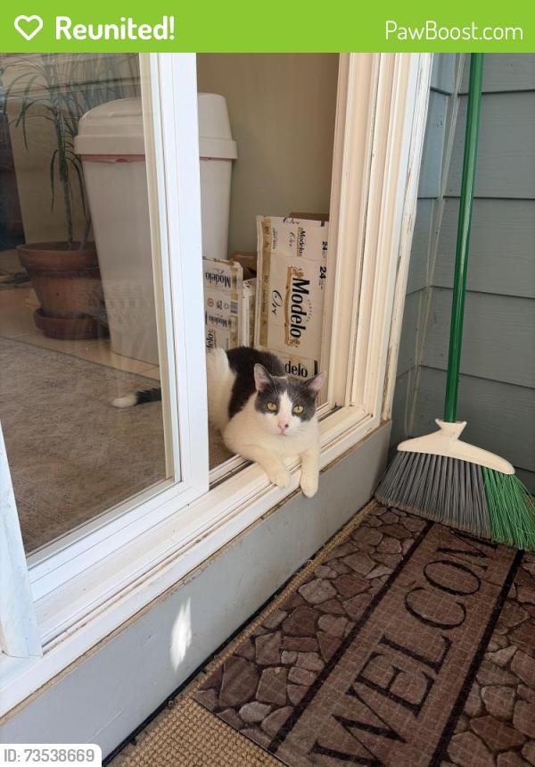 Reunited Male Cat last seen Pickford Road and Boulder Hill Pass, Montgomery, IL 60538