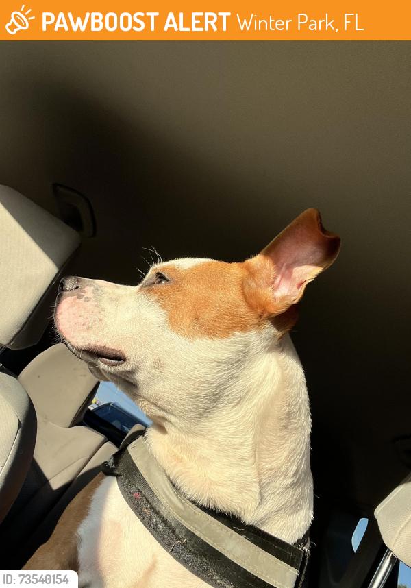 Found/Stray Male Dog last seen S semoran by instant oil change, Winter Park, FL 32814