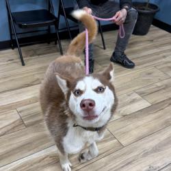 Shelter Stray Female Dog last seen , 124 Evergreen Ave, Newark, NJ 07114, USA