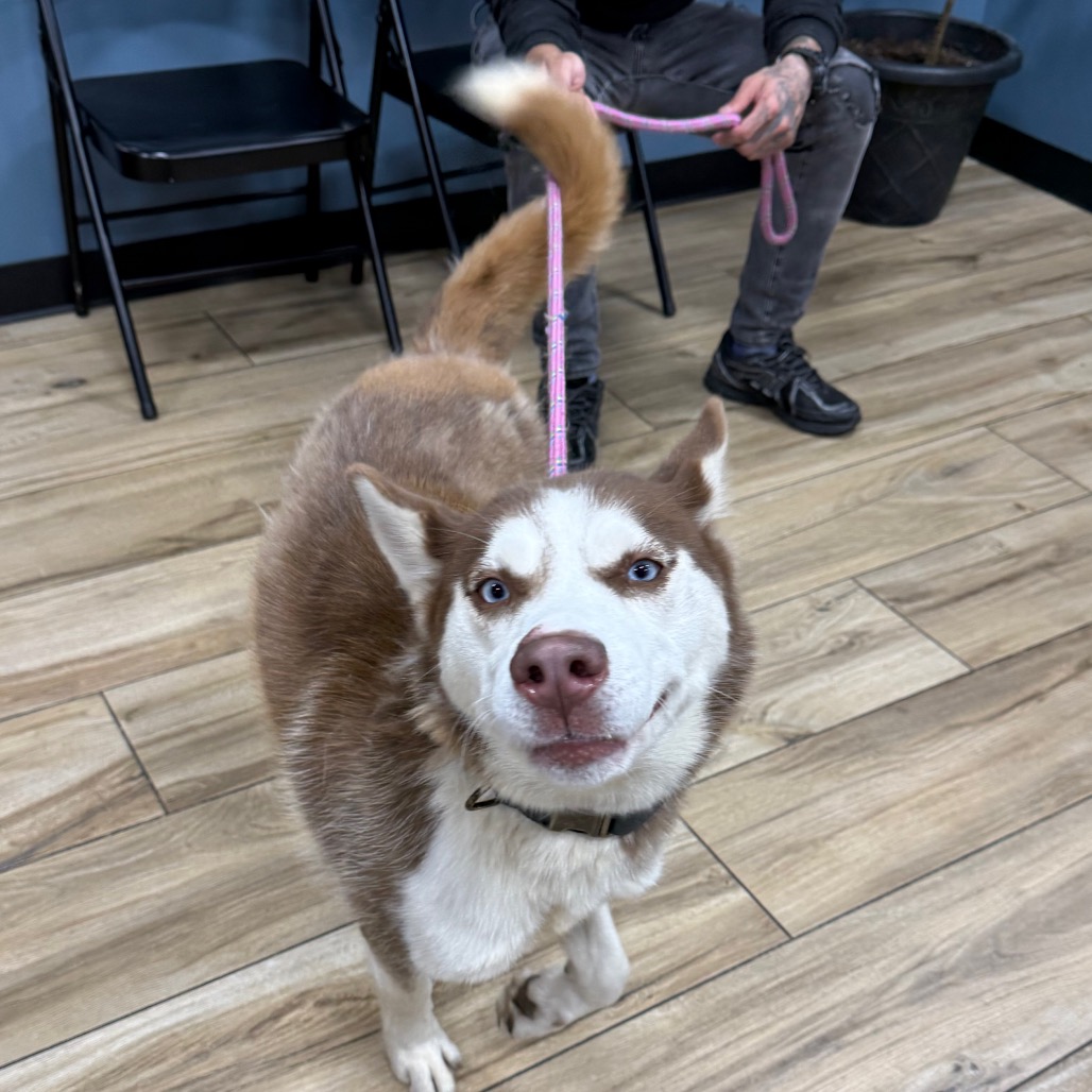 Shelter Stray Female Dog last seen , 124 Evergreen Ave, Newark, NJ 07114, USA