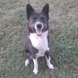 Shelter Stray Male Dog last seen , 328 Furman Hall Rd, Greenville, SC 29609, USA