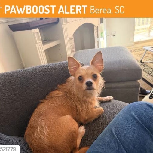 Shelter Stray Female Dog last seen , 328 Furman Hall Rd, Greenville, SC 29609, USA