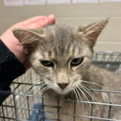 Shelter Stray Female Cat last seen , 54687 Co Rd 19, Bristol, IN 46507, USA