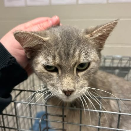 Shelter Stray Female Cat last seen , 54687 Co Rd 19, Bristol, IN 46507, USA