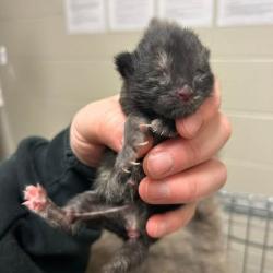 Shelter Stray Female Cat last seen , 54687 Co Rd 19, Bristol, IN 46507, USA