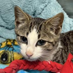 Shelter Stray Male Cat last seen , 99 Victor Rd, Fairport, NY 14450, USA
