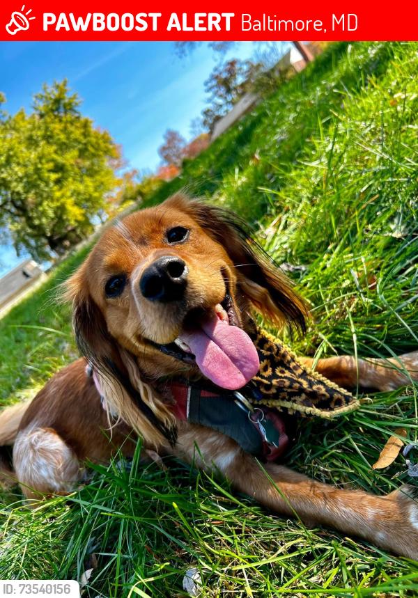 Lost Male Dog last seen Kenwood, Baltimore, MD 21205