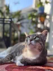 Lost Female Cat last seen Behind complex, Houston, TX 77094