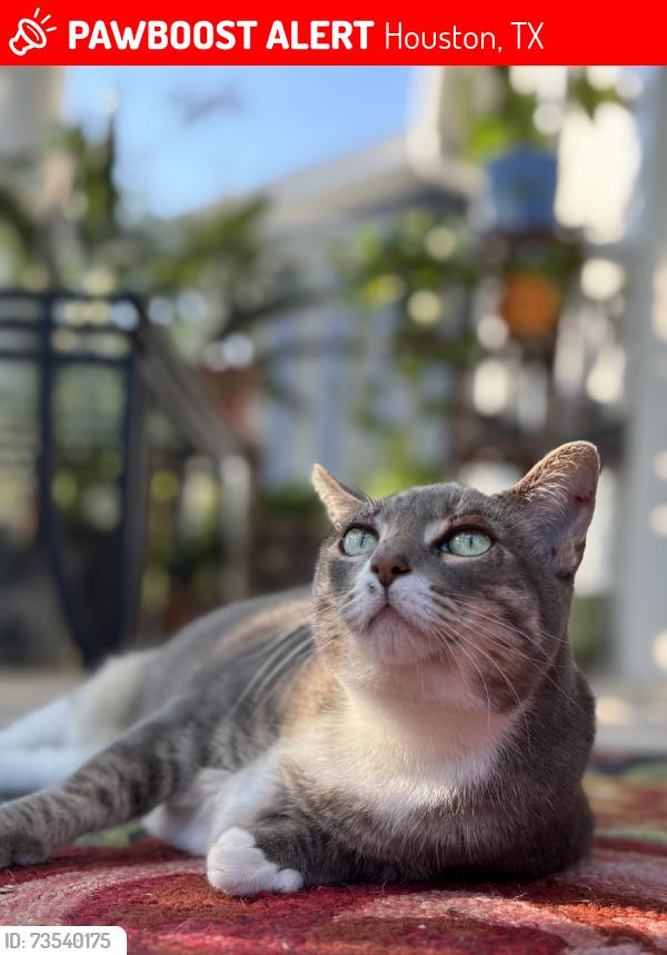 Lost Female Cat last seen Behind complex, Houston, TX 77094