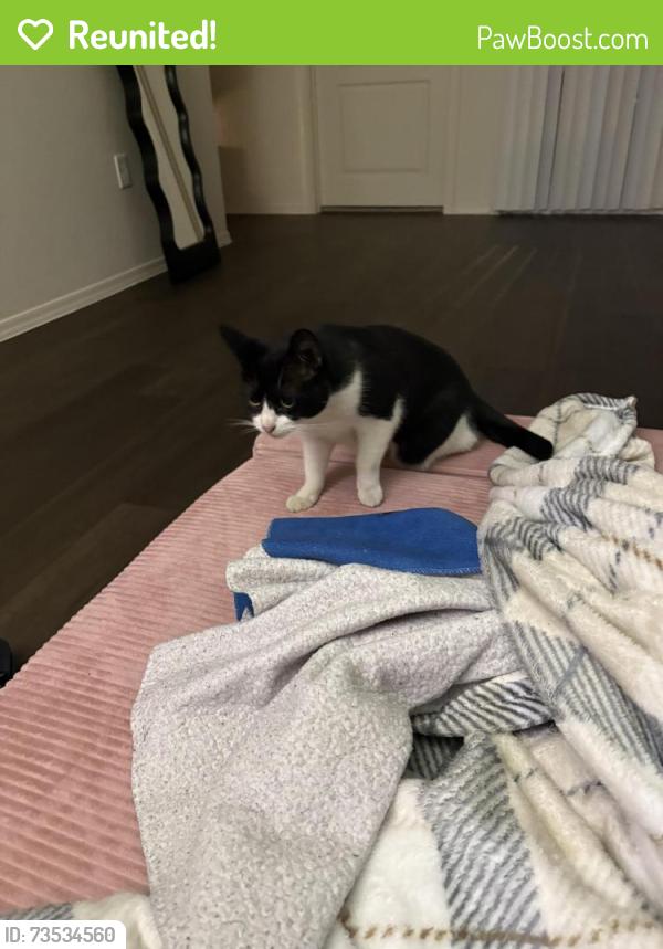Reunited Female Cat last seen Sage Luxury apmt Homes, near I-17 & Jomax Rd, Phoenix, AZ 85085