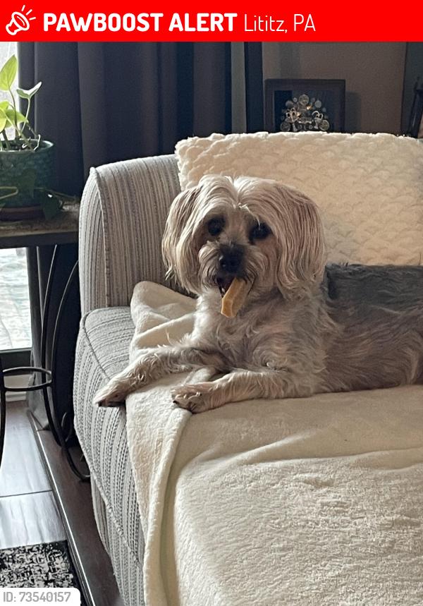 Lost Female Dog last seen Lexington Rd and Dredge Hill Rd, Lititz, PA 17543
