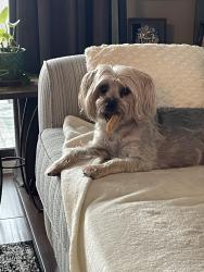 Lost Female Dog last seen Lexington Rd and Dredge Hill Rd, Lititz, PA 17543