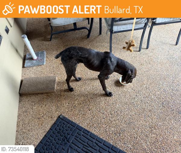 Found/Stray Male Dog last seen 344-E, Bullard, TX 75757