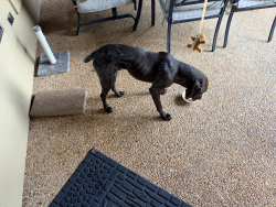 Found/Stray Male Dog last seen 344-E, Bullard, TX 75757