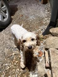 Found/Stray Male Dog last seen greenvill, Marietta, SC 29661