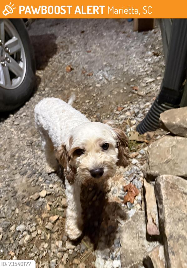 Found/Stray Male Dog last seen greenvill, Marietta, SC 29661