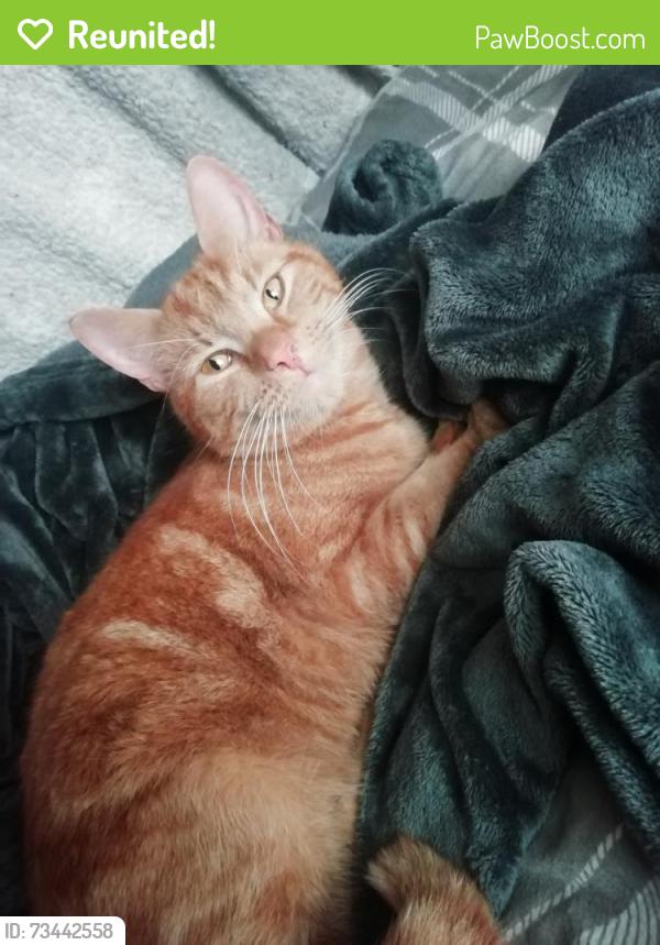 Reunited Male Cat last seen Kintbury, Kintbury, England 