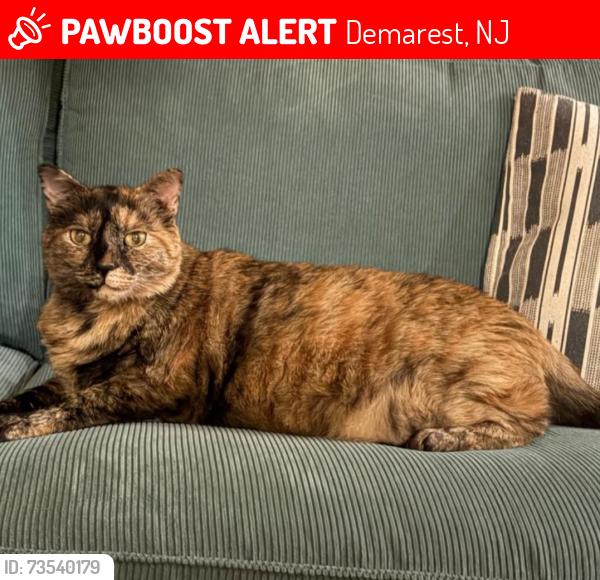 Lost Female Cat last seen Near Robin road, DEMAREST, Demarest, NJ 07627