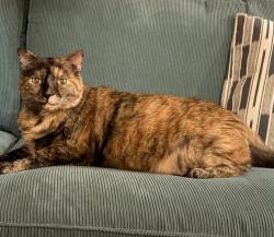 Lost Female Cat last seen Near Robin road, DEMAREST, Demarest, NJ 07627