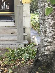Found/Stray Unknown Cat last seen Carroll and fairview, Saint Paul, MN 55104