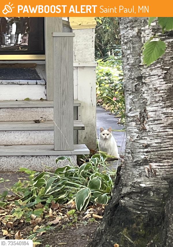 Found/Stray Unknown Cat last seen Carroll and fairview, Saint Paul, MN 55104