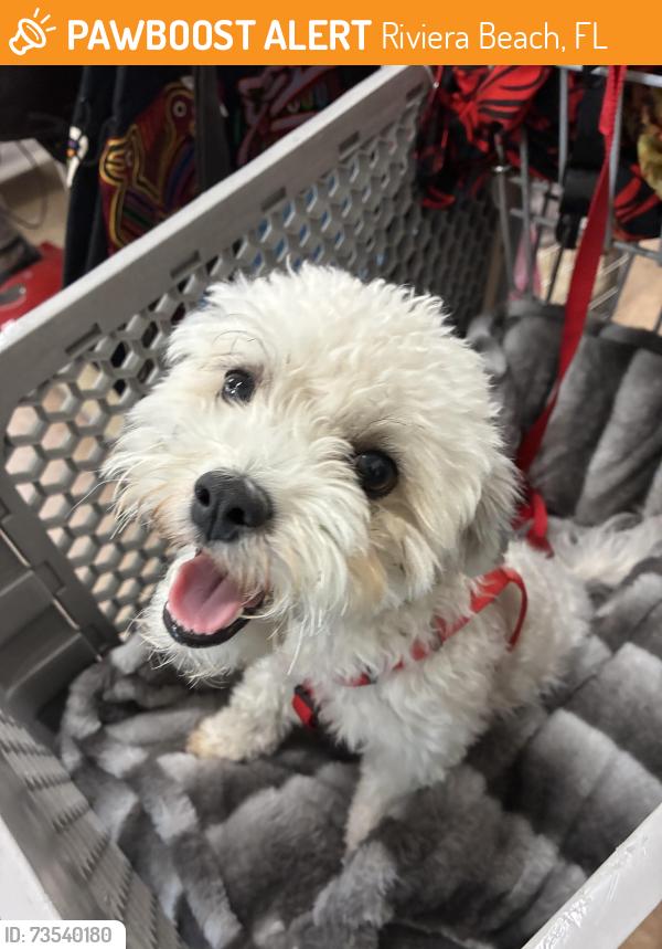 Found/Stray Female Dog last seen US1 & Riviera Bach, Riviera Beach, FL 33404