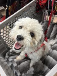Found/Stray Female Dog last seen US1 & Riviera Bach, Riviera Beach, FL 33404