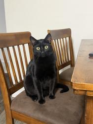 Reunited Male Cat last seen Apartamento revive por las canchas de Fut bol, Denver, CO 80014